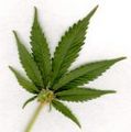 Mjleaf1_small