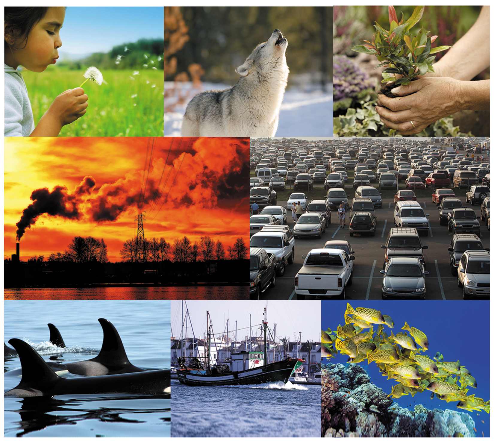 Piece image