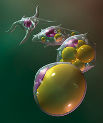 Caption: fat cells