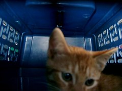 Caption: And Cats of Katrina, too.