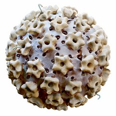 Piece image