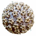 Copy_of_hpv_illo-reduced_small