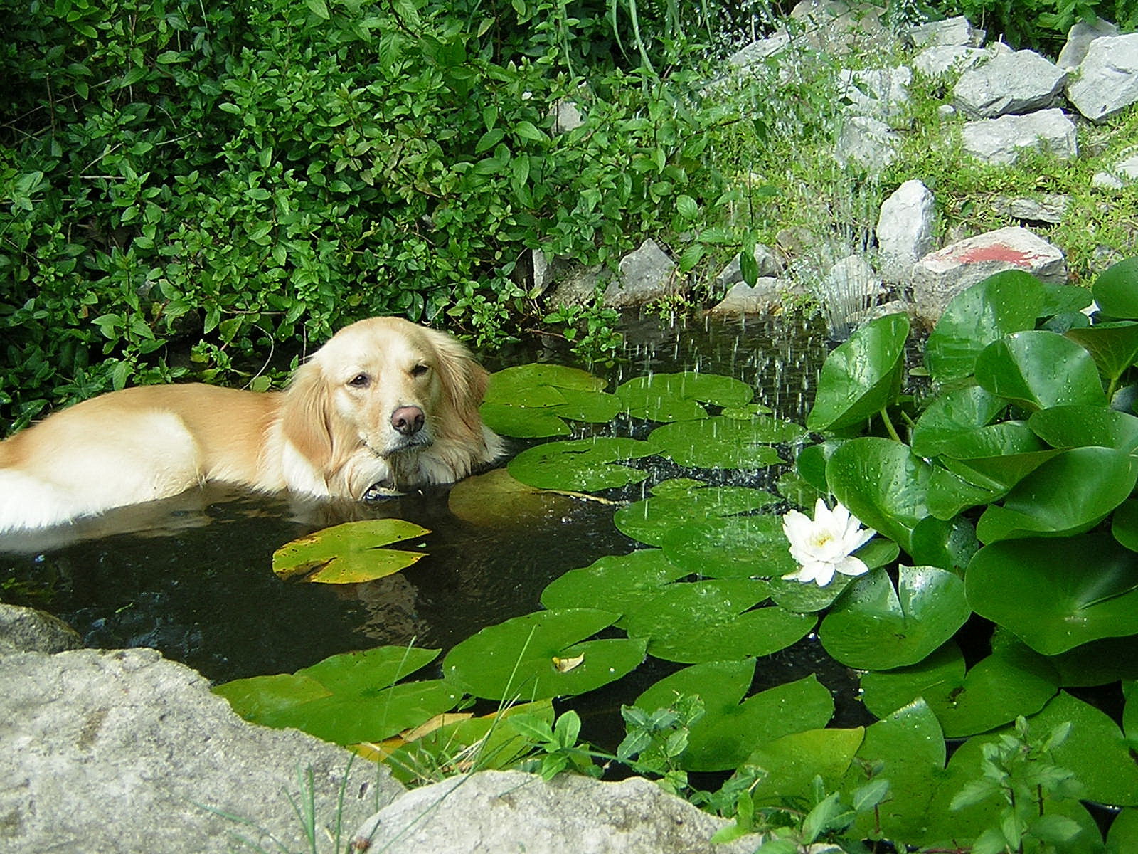 Caption: Dog in Pond, Credit: Paul Messing