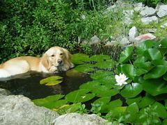 Caption: Dog in Pond, Credit: Paul Messing