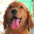 Retriever_small