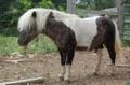 Minihorse_small