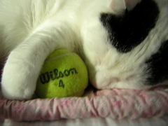 Caption: WiLSoN & Ball, Credit: Paul Messing