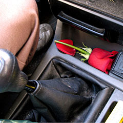 Rose_in_car_240_medium