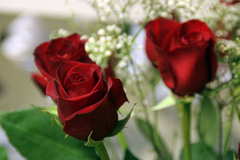 Rose_240_medium