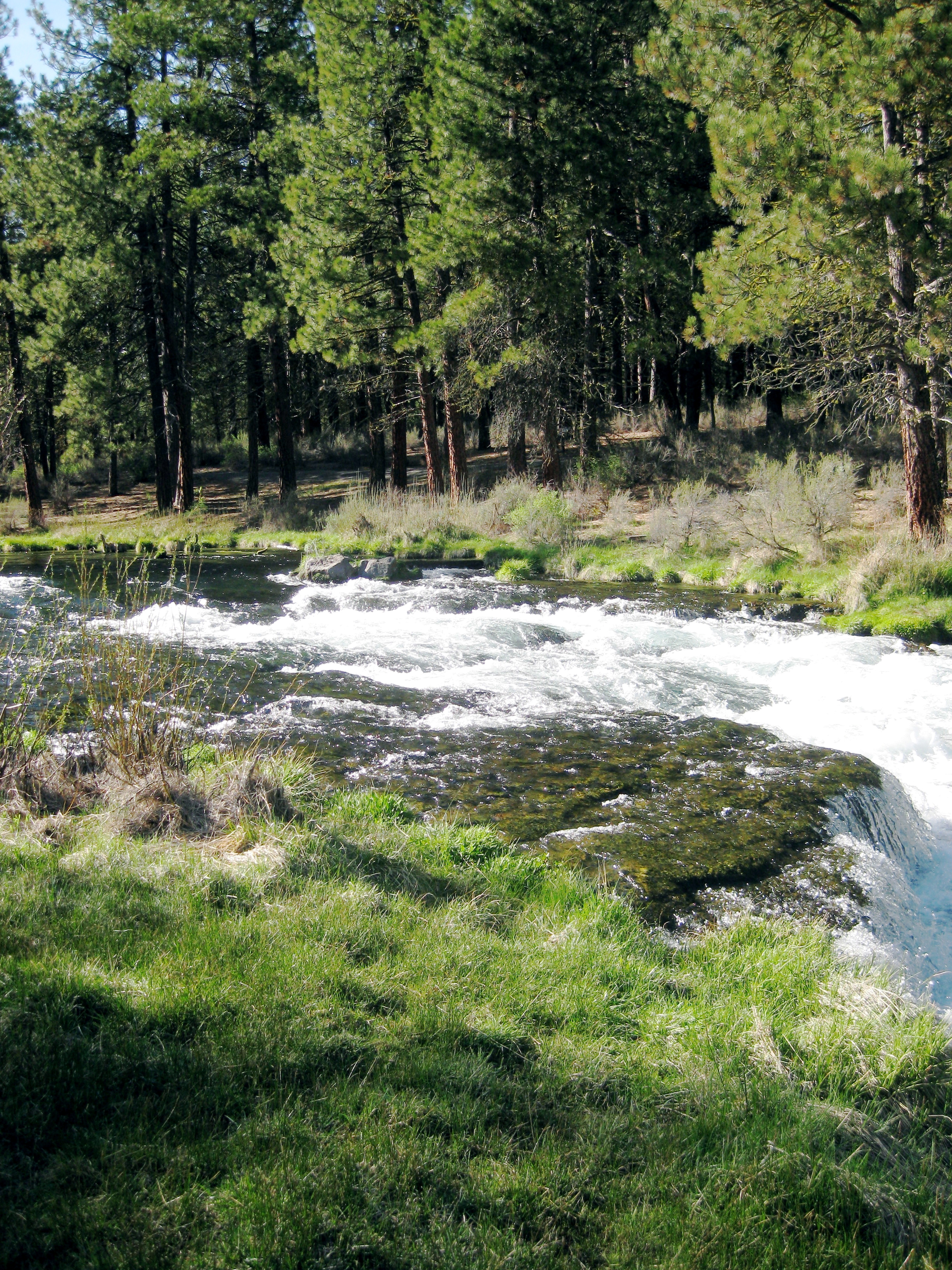 Caption: Spring Creek, near Chiloquin, Oregon