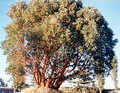 Madrone_small