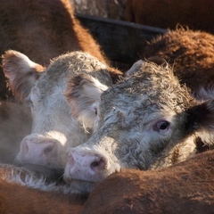 Cows_in_pens_b_medium