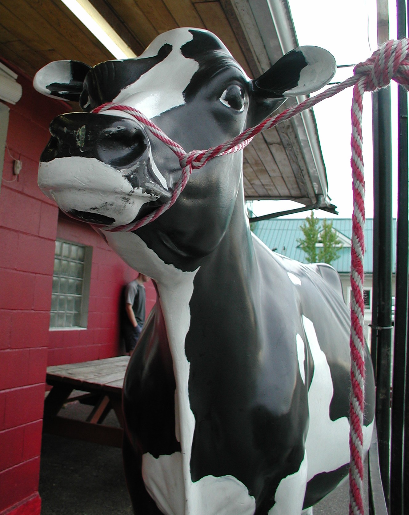 Caption: The famous Theno's cow.