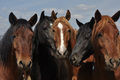 Wild_horses_photo_240_small