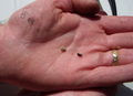 Beetles_small