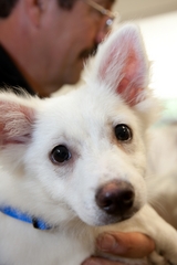 Caption: Humphrey heads home with a family on the 2009 PAWS Adoption Day. PAWS is the Progresssive Animal Welfare Society, a northwest organization dedicated to animal rehabilitation and adoption., Credit: Jeffrey Luke