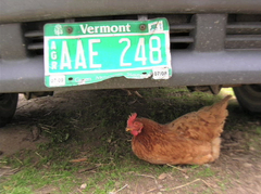 Caption: Lovejoy Brook Farm, Credit: Jenny Attiyeh