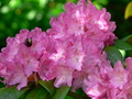 Rhodedendron_small
