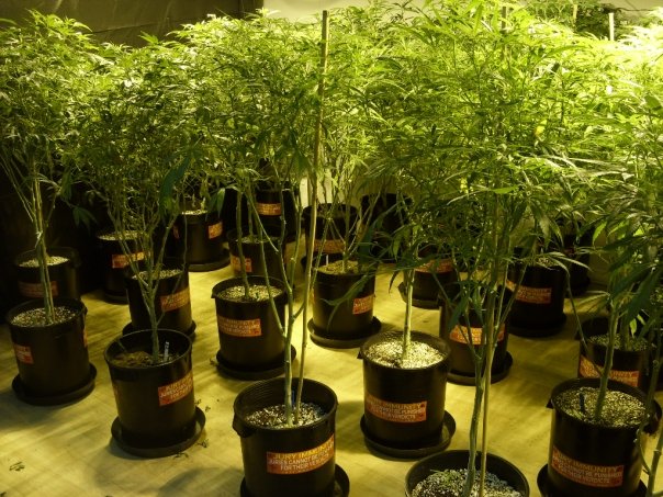 Caption: Oaksterdam: Medical Marijuana, Credit: Chris Goldstein
