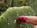 Cochineal_bug2_small