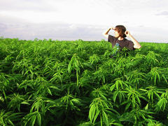 Caption: a man standing in a field of marijuana, Credit: www.treehugger.com