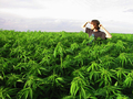 Legalize-marijuana-california-environment_small