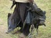 Poisoned-storks-2_square