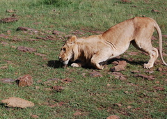Caption: Paralysed lion