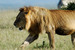 Lion_square