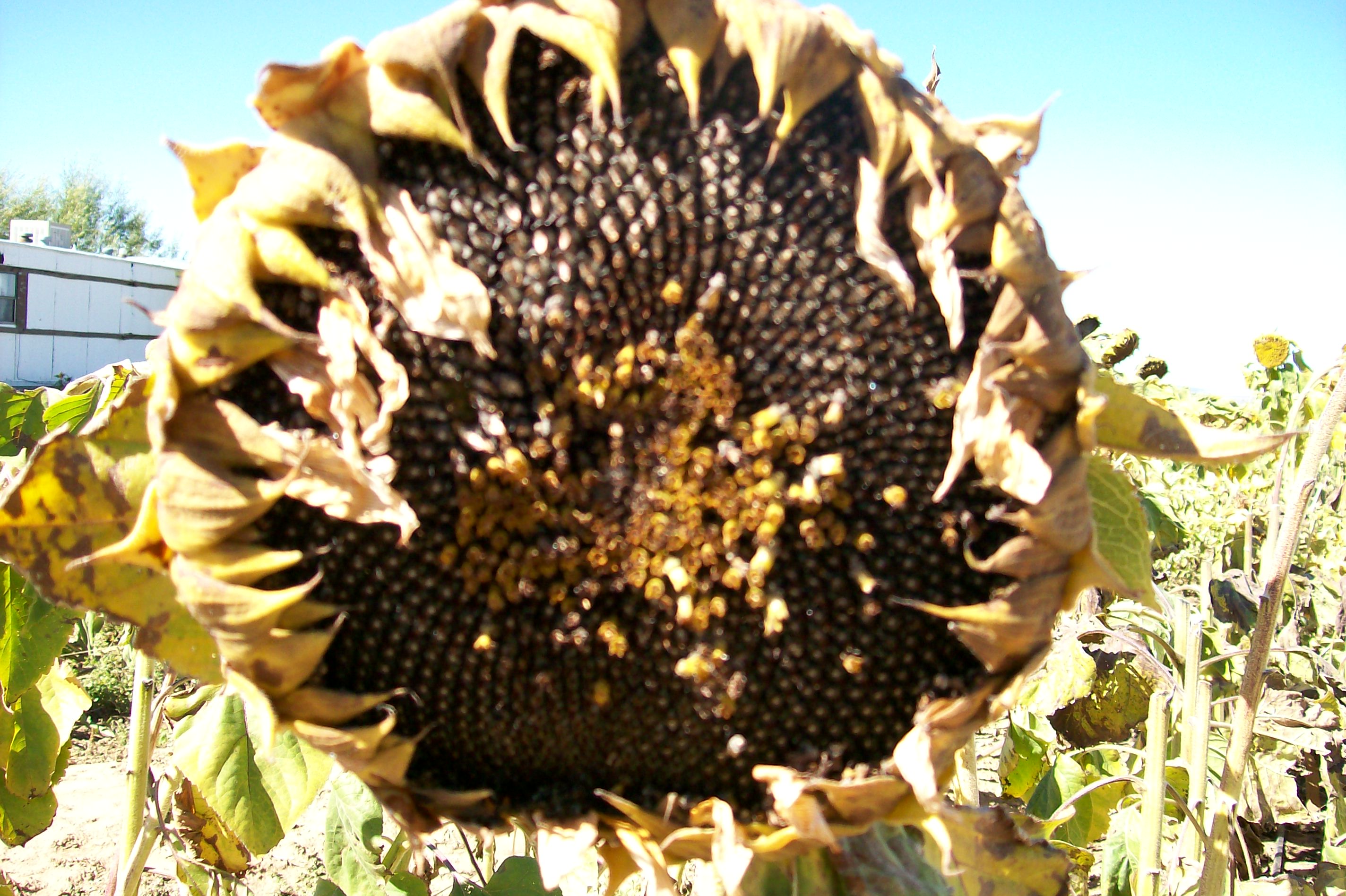 Caption: seeds of sun, Credit: sarah parker