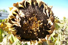 Caption: seeds of sun, Credit: sarah parker