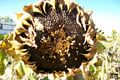 100_0283_small