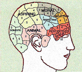 Caption: Brain chart