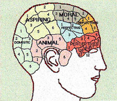 Caption: Brain chart