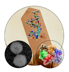 Caption: Proteins control the creation of inorganic materials, Credit: The Sarikaya Research Group