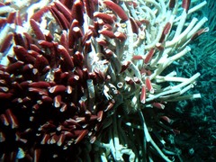 Caption: Riftia clump, Credit: Irene L.G. Newton: www.fjstewart.org/FieldWork.html