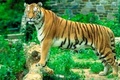 Ridingtiger_small