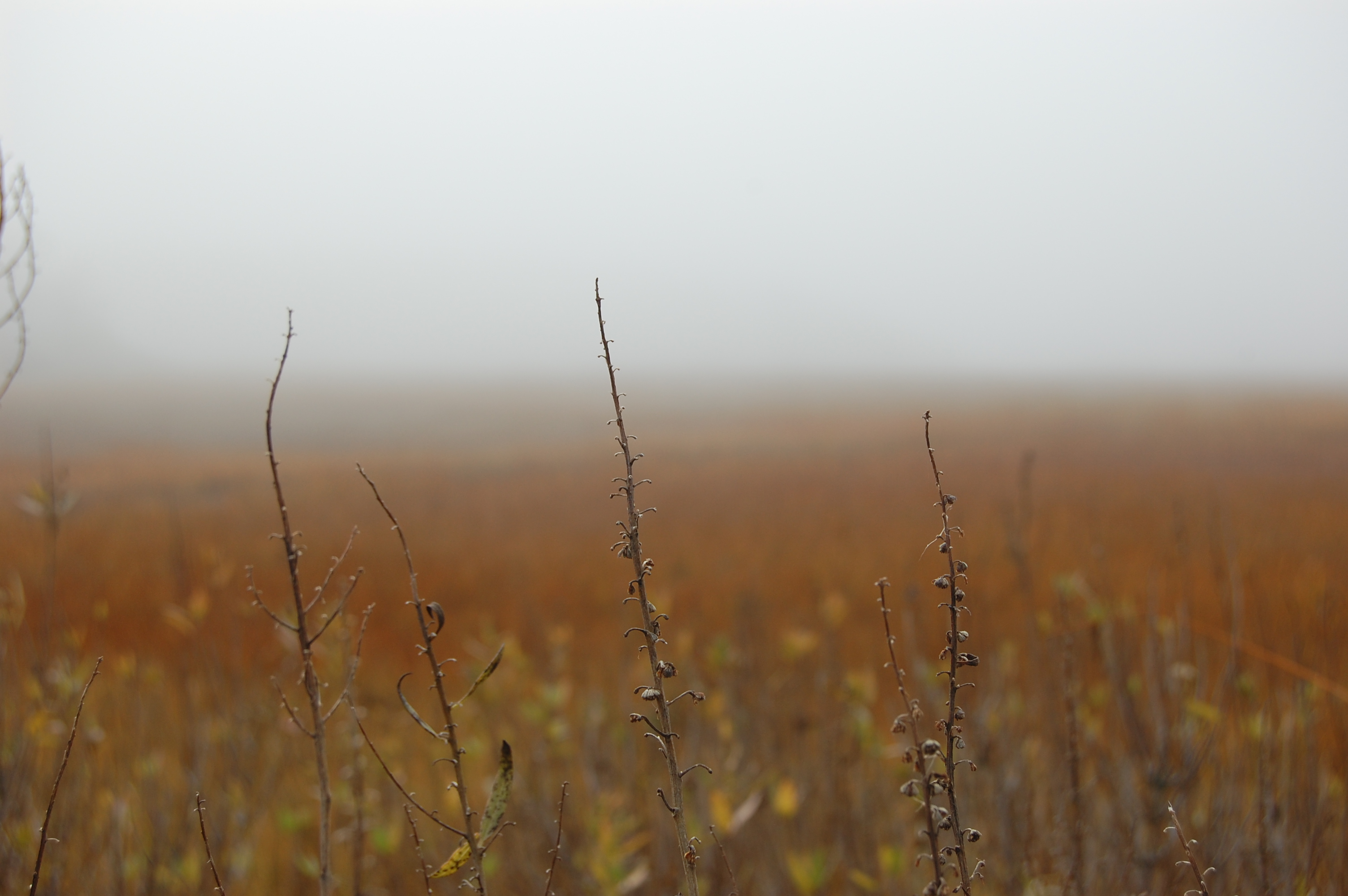 Caption: the Cape Cod woods., Credit: S. Reynolds