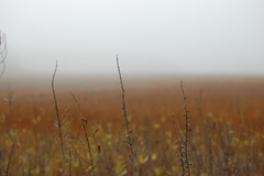 Caption: the Cape Cod woods., Credit: S. Reynolds