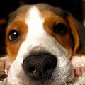 Puppy_nose_prx_small