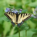 Butterfly_small