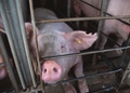 0302gh_animalcruelty_small