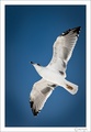 Seagull_small
