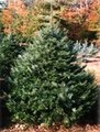 Grandfir_small