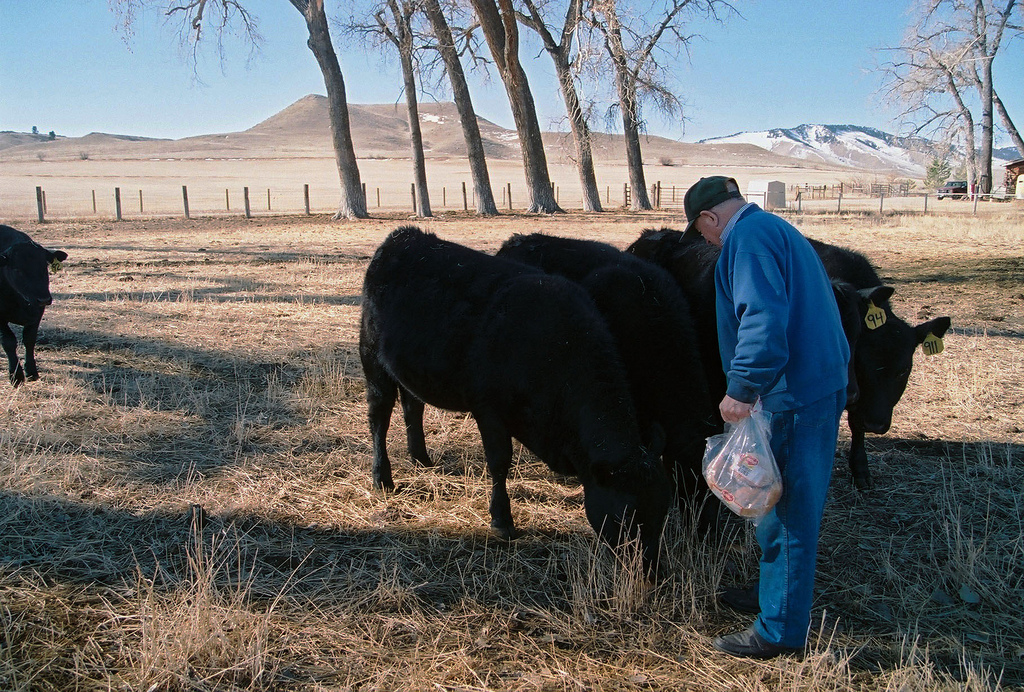Caption: Jean Cinquambre feeding his cows, Credit: Addie Goss