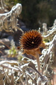 Cimg0030_small