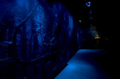 Caption: Woodland Park Zoo's Night Exhibit, Credit: Photo courtesy Ryan Hawk, Woodland Park Zoo.