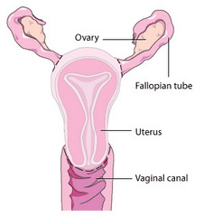 Piece image