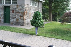 Ambush_stalking_medium