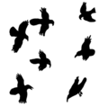 Crows_small